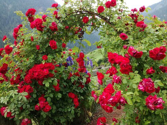 il Rosarium Uhrerhof