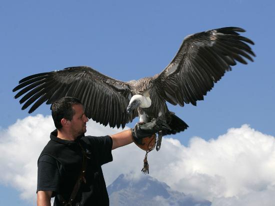 die Greifvogel-Flugschau