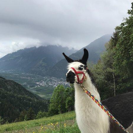 Pirchhof Lamas