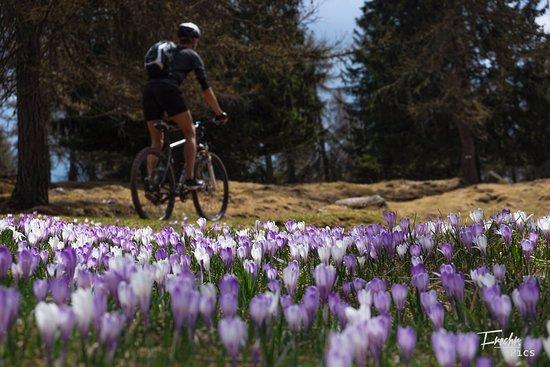 Bike and Hike - Rent I Repair I Shop I Tours